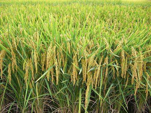 Reducing arsenic accumulation in rice grains