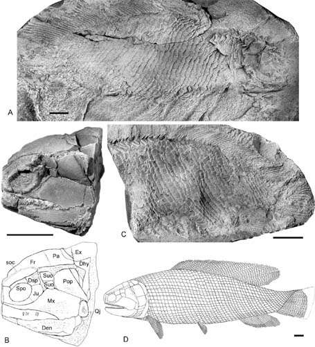 Re-examination of fukangichthys provides new insights into the evolution of early actinopteran fishes