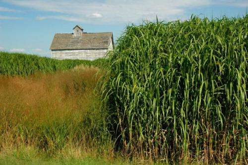 Regulations needed to identify potentially invasive biofuel crops