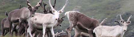 Reindeer grazing may counteract effects of climate warming on tundra carbon sink