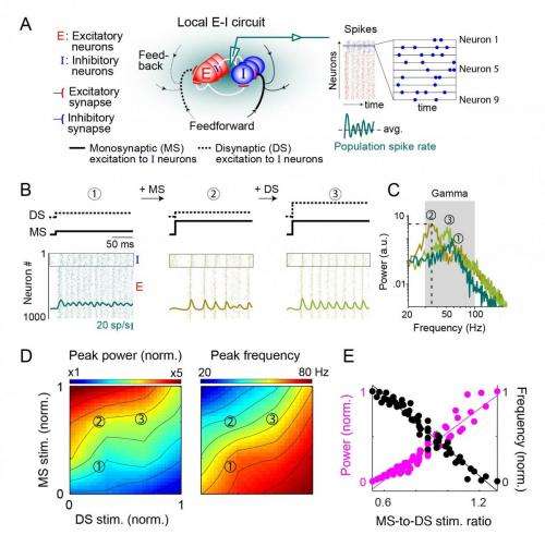 Relative strength of MS and DS stimulation to inhibitory neurons determines spiking activity oscillations power and frequency