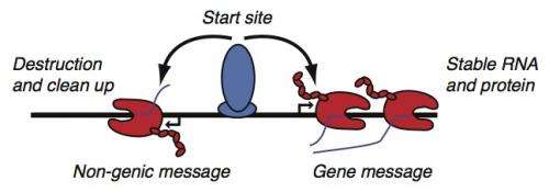 Re-learning how to read a genome