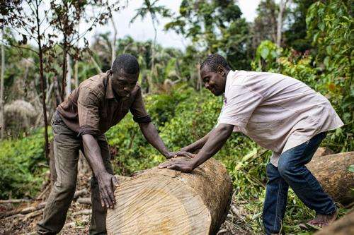 'Remarkable social progress' when forests are FSC certified - new study confirms