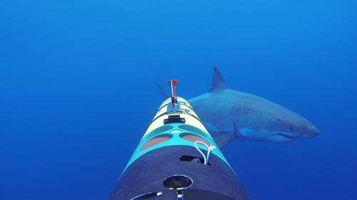 REMUS SharkCam captures upclose encounters with great whites