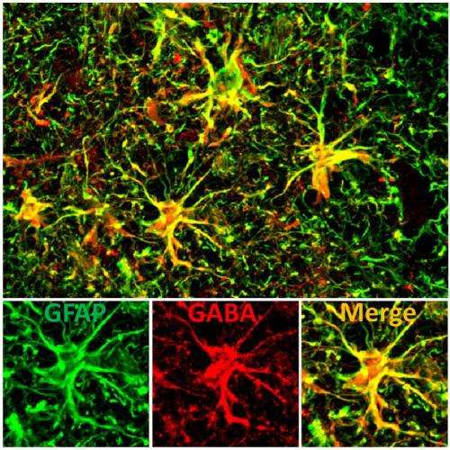 Rescue of Alzheimer's memory deficit achieved by reducing 'excessive inhibition'