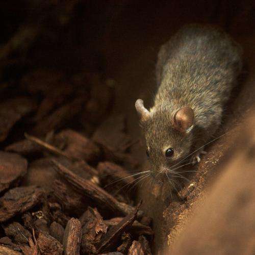 Research calls for a new diet classification for mammals