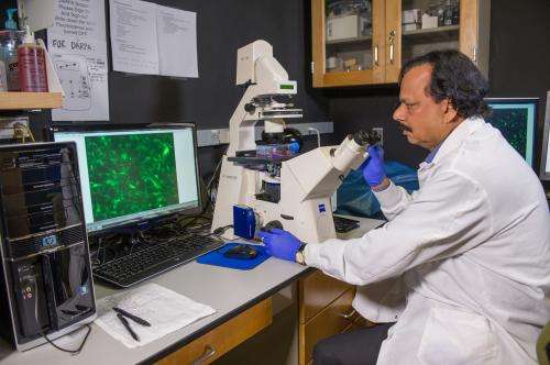 Researchers hijack cancer migration mechanism to 'move' brain tumors