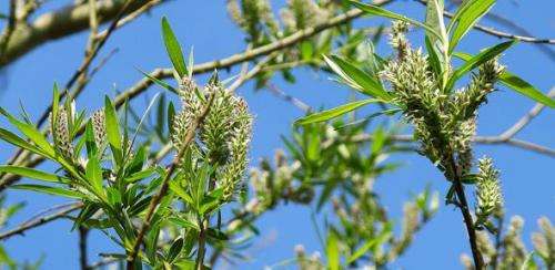 Researchers identify first ‘coppicing response’ gene in willow
