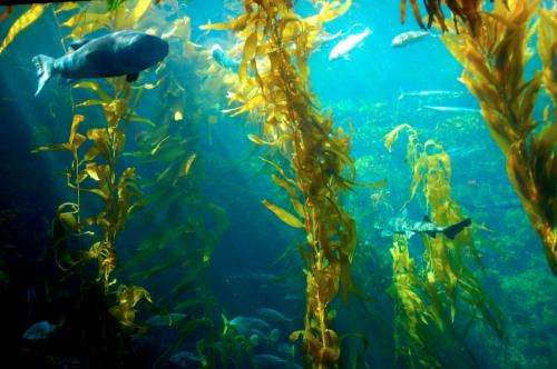 Researchers launch ‘kelp watch’ to determine extent of Fukushima contamination