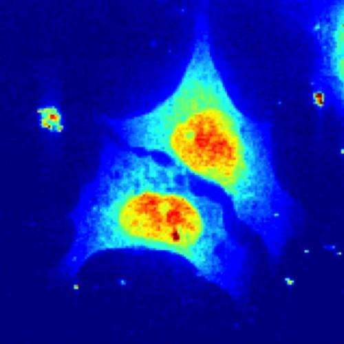 Researchers X-ray living cancer cells