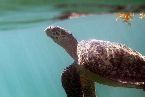 Researcher tracks Hawksbill turtles off Brazilian coast