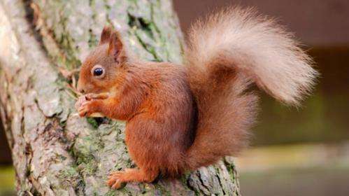 Research predicts how the squirrelpox virus could spread in grey squirrel populations