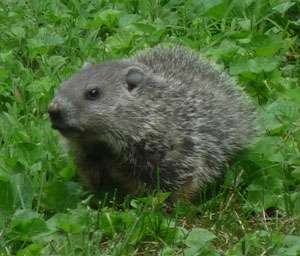 Research sheds light on groundhog’s shadowy behavior