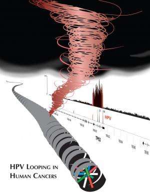 Research uncovers DNA looping damage tied to HPV cancer