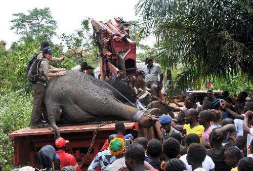 Residents crowd on January 22, 2014 in front of a tranquilized elephant captured by a team of the International Fund Animal Welf