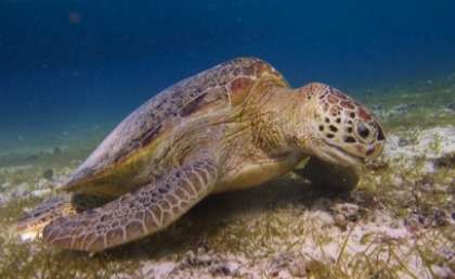 Rethink needed on turtle conservation