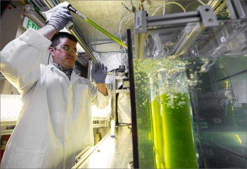 Reviving algae from the (almost) dead
