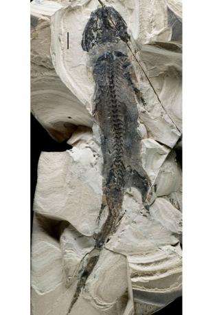 Fossil has evidence of limb regeneration in 300 million year old amphibian