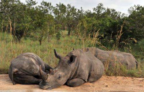 Rhinoceros rest in Kruger National Park near Nelspruit, South Africa, February 6, 2013