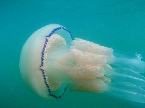 Jellyfish food-finding strategy found to be more complex than thought
