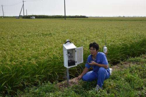 Rice farmer Shuichi Yokota checks the growth conditions of his rice with a smartphone in Ryugasaki, Ibaraki prefecture, on Augus