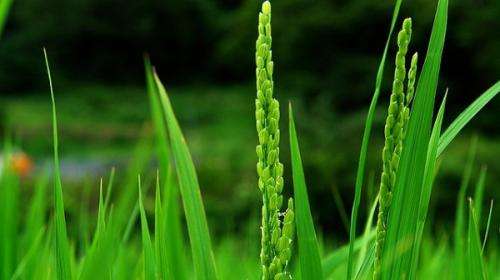 Rice response to phosphate levels measured