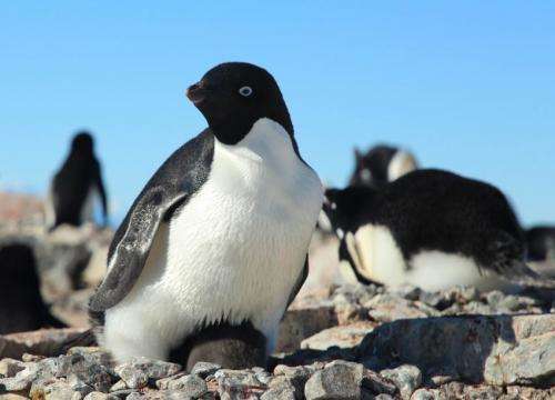 Rise and fall of prehistoric penguin populations charted