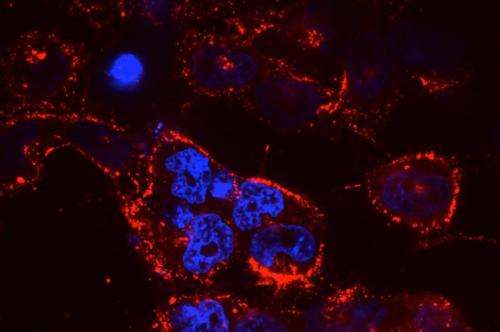 RNA combination therapy for lung cancer offers promise for personalized medicine