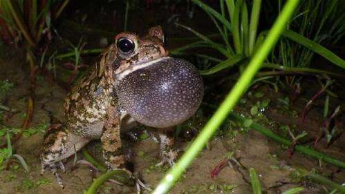 Roads negatively affect frogs and toads, study finds