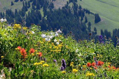 Rocky Mountain wildflower season lengthens by more than a month