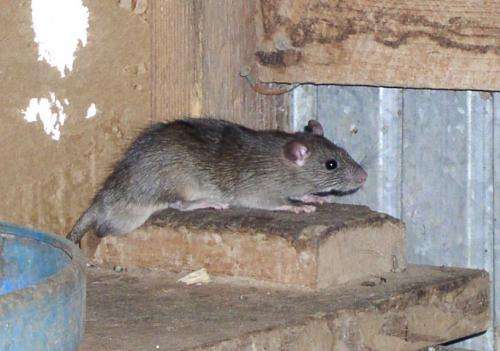 Rodent populations proliferate in some parts of Texas