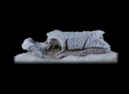 Fossil fish offers clues to jawed vertebrates origins