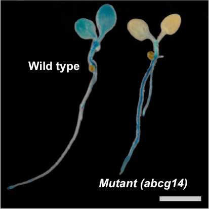 Roots to shoots: Hormone transport in plants deciphered