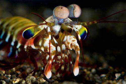 Study finds mantis shrimp process vision differently than other organisms (w/ video)