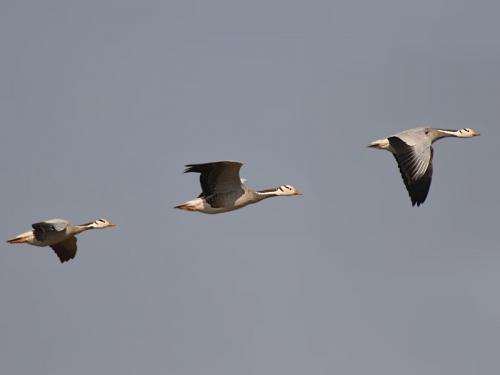 Running geese give insight into low oxygen tolerance