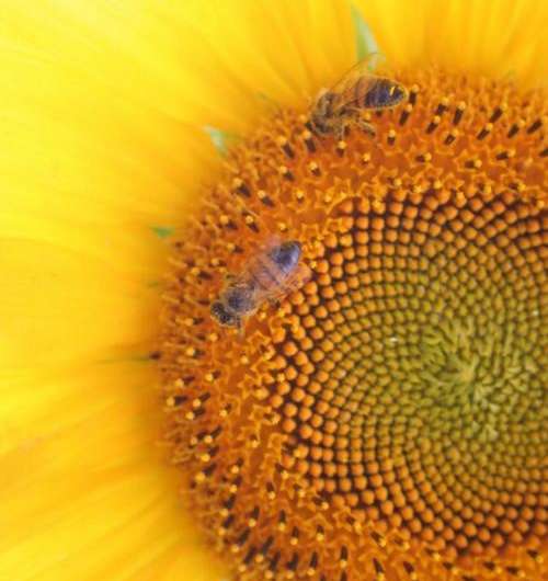 Can stress management help save honeybees?