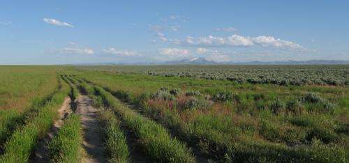 Sage grouse losing habitat to fire as endangered species decision looms