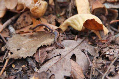 Salamanders are a more abundant food source in forest ecosystems than previously thought