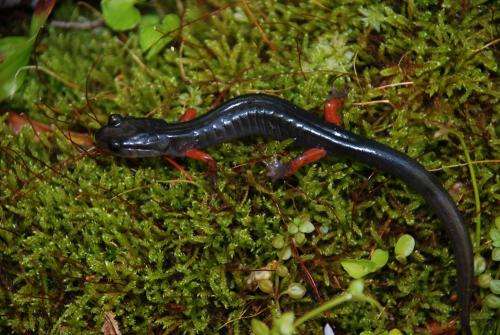 Salamanders help predict health of forest ecosystems and inform forest management