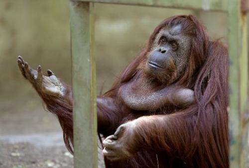 Sandra, a 29-year-old orangutan, has been cleared to leave the Buenos Aires zoo she has called home for 20 years, after a court 