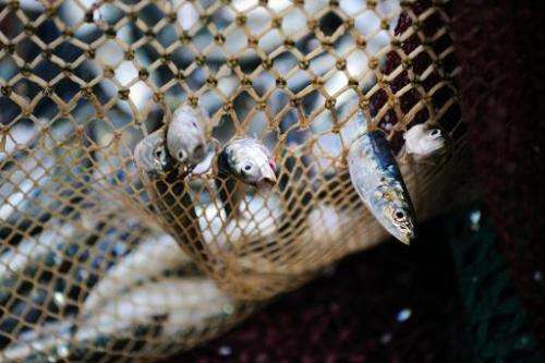 Sardines are seen trapped in a fishing net on September 24, 2013 in Quiberon, western France