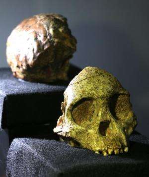 SA's Taung Child's skull and brain not human-like in expansion