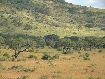 Savanna vegetation predictions best done by continent