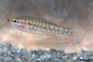 Saving our vulnerable south-west fish species
