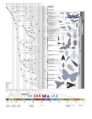 Scientific collaborative publishes landmark study on the evolution of insects
