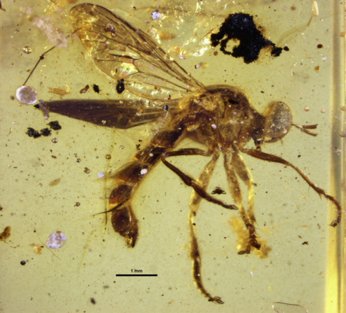 Scientist discovers ancient species of assassin fly