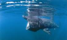 Scientist reveals secrets of Scotland’s basking sharks in new report