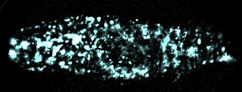 Scientists gain a clear picture of E1 protein