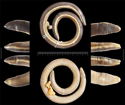 Scientists have named the 200th caecilian species