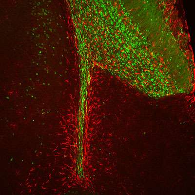 Scientists sniff out unexpected role for stem cells in the brain